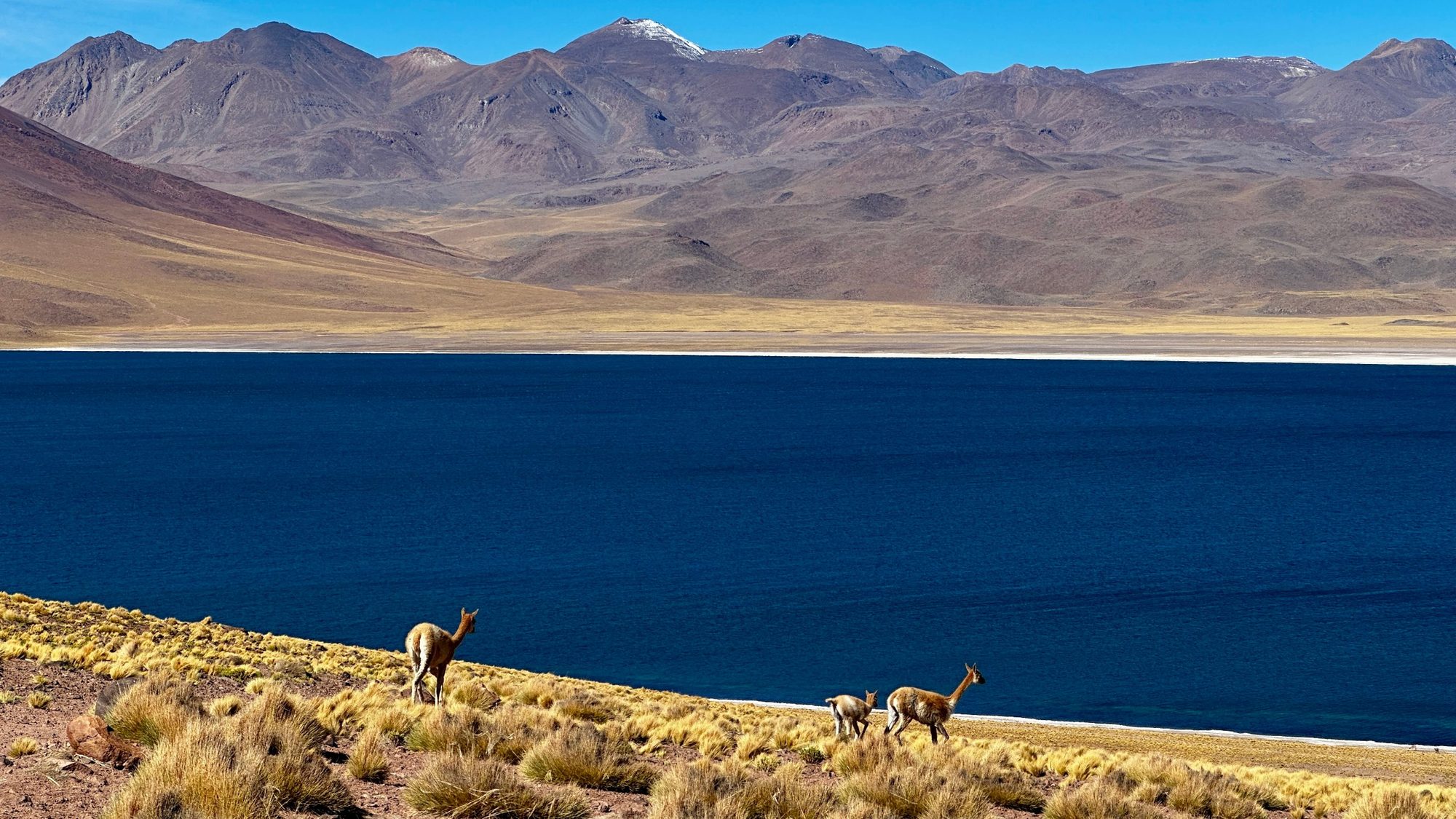 Laguna Miscanti com vicunhas, Altiplano do Atacama