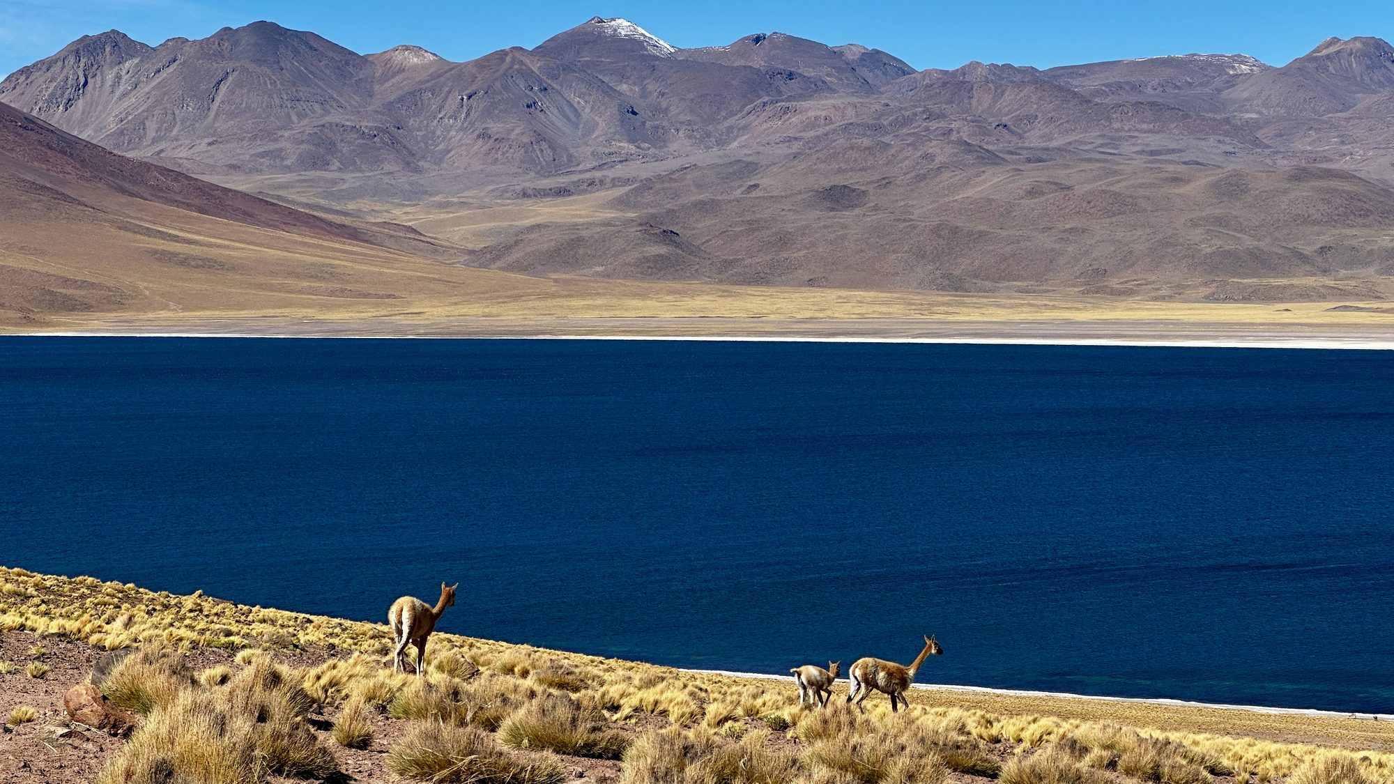 Vicunhas à beira de um lago azul profundo